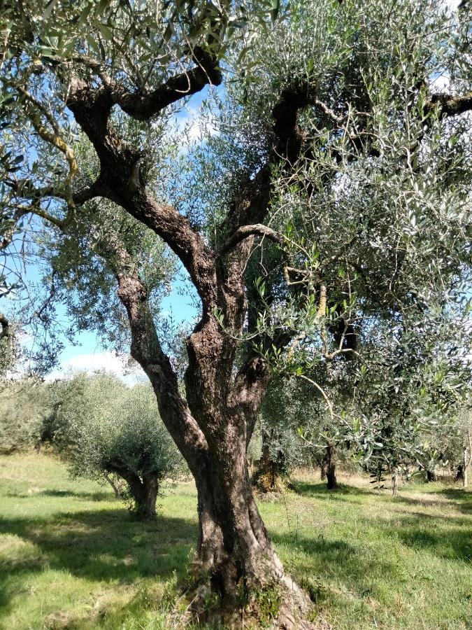 Casale Del Tempo Lento Bed & Breakfast Narni Exterior photo